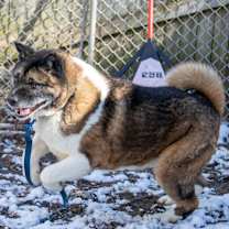 Thumbnail photo of Kuma #3