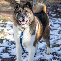 Thumbnail photo of Kuma #4
