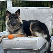 Thumbnail photo of ARTEMIS (COURTESY POST) #2