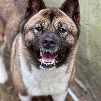 Thumbnail photo of Coco 2 #1