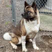 Thumbnail photo of Coco 2 #2