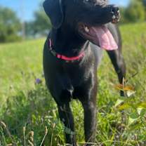 Thumbnail photo of Luna #1