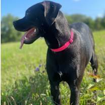 Thumbnail photo of Luna #3