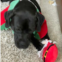 Thumbnail photo of Luna #4