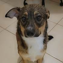 Thumbnail photo of Luna #1