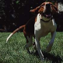 Thumbnail photo of Westley #2