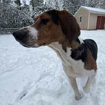 Thumbnail photo of Westley #4
