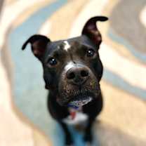 Thumbnail photo of Banjo Riddle Sweet Eyes silly ears #1