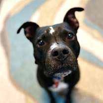 Thumbnail photo of Banjo Riddle Sweet Eyes silly ears #1