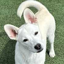 Thumbnail photo of Sugar #2