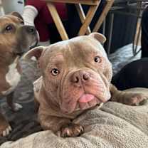 Thumbnail photo of Meatball #1