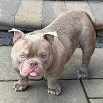 Thumbnail photo of Meatball #2