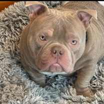 Thumbnail photo of Meatball #4