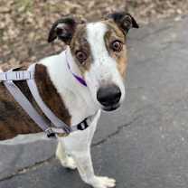 Thumbnail photo of Charlie #2