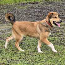 Thumbnail photo of Bandit #2