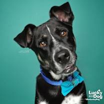 Thumbnail photo of Gideon #1