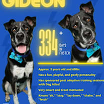 Thumbnail photo of Gideon #3