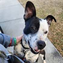 Thumbnail photo of Benny #2