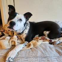 Thumbnail photo of Benny #3