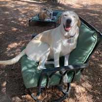 Thumbnail photo of Macy (aka Maccabee) #4