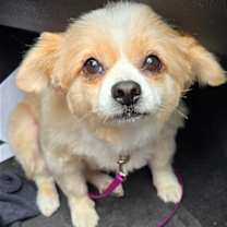 Thumbnail photo of Sadie #1