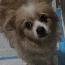 Thumbnail photo of Sadie #3