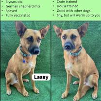 Thumbnail photo of Lassy #3