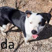 Thumbnail photo of Ada #1