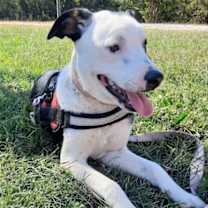 Thumbnail photo of Ada #2
