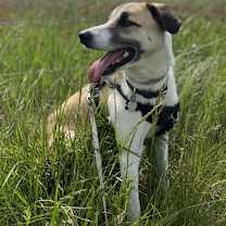 Thumbnail photo of Odin #1