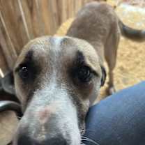 Thumbnail photo of Odin #3