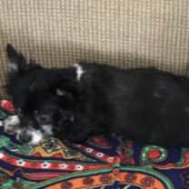 Thumbnail photo of Charlie & Patches BONDED #2