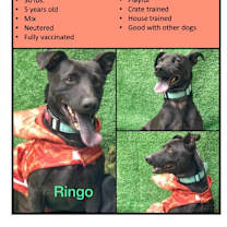 Thumbnail photo of Ringo #4
