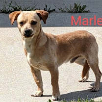 Thumbnail photo of Marley #1