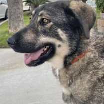 Thumbnail photo of Denali #4