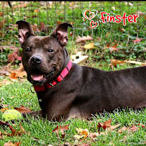 Thumbnail photo of Finster #4