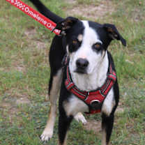 Thumbnail photo of Max #4