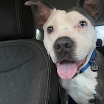 Thumbnail photo of Indy #4