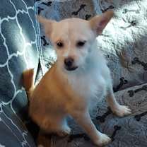 Thumbnail photo of Snickerdoodle #1