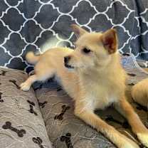 Thumbnail photo of Snickerdoodle #2