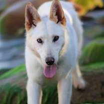 Thumbnail photo of Elka #1