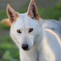 Thumbnail photo of Elka #2