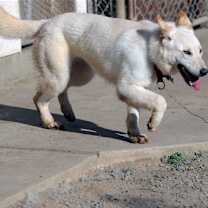 Thumbnail photo of Elka #4