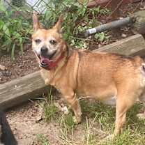 Thumbnail photo of Scotty #1
