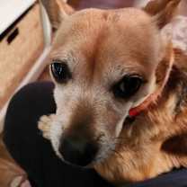 Thumbnail photo of Scotty #4