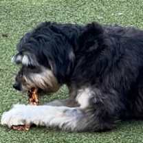 Thumbnail photo of Lizzie #3