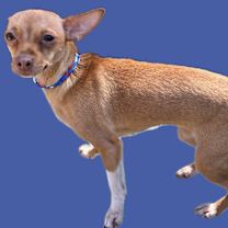 Thumbnail photo of Peaches #1