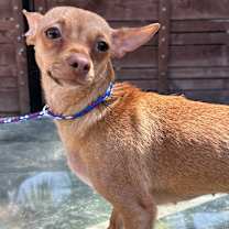 Thumbnail photo of Peaches #2