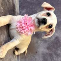 Thumbnail photo of Deja #1