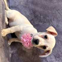 Thumbnail photo of Deja #2